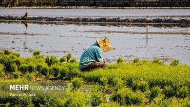 سازمان حفظ نباتات مسئول پایش باقی‌مانده سموم کشاورزی است
