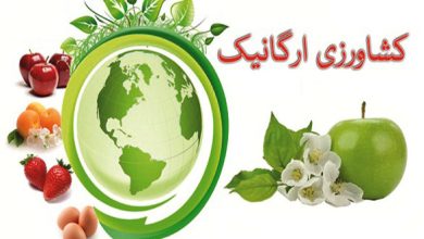 محصولات ارگانیک؛ از چالش گرانی تا فرصت‌های صادراتی در بازار جهانی