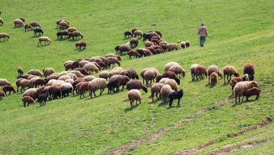 فارس رتبه نخست جمعیت دام سبک کشور را داراست